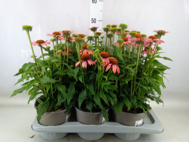 Echinacea- Kasvirág (Mooodz Satisfy) 17/35cm