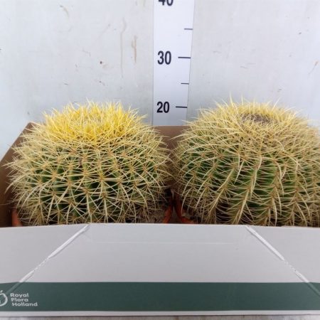 Echinocactus grusonii- Sünkaktusz 25cm
