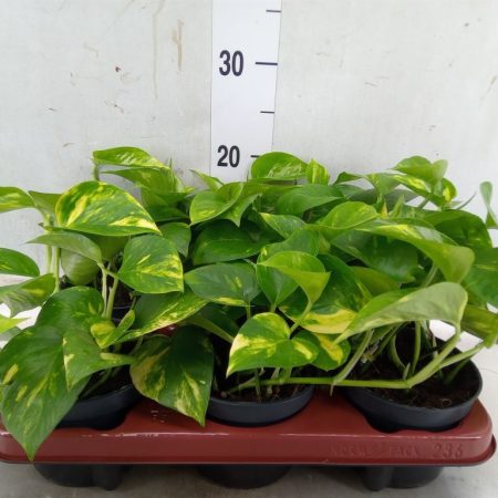 Epipremnum- Szobai futóka (Aureum) 12/20cm