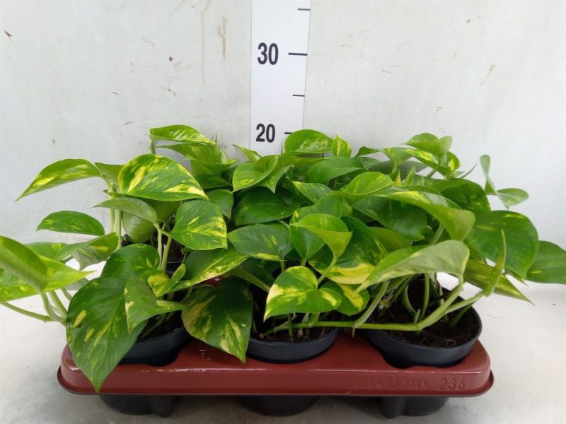 Epipremnum- Szobai futóka (Aureum) 12/20cm