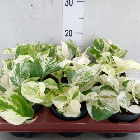 Epipremnum Pinnatum- Szobafutóka (Happy Leaf) 12/20cm