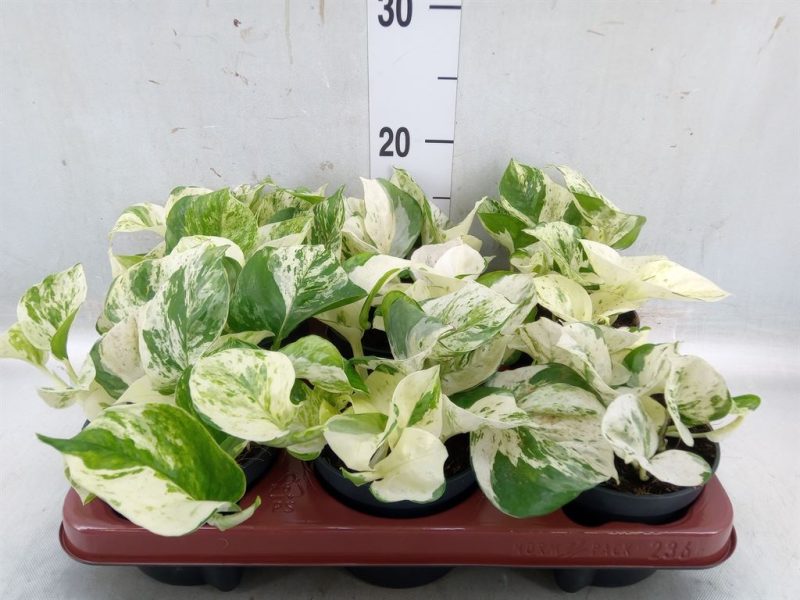 Epipremnum Pinnatum- Szobafutóka (Happy Leaf) 12/20cm
