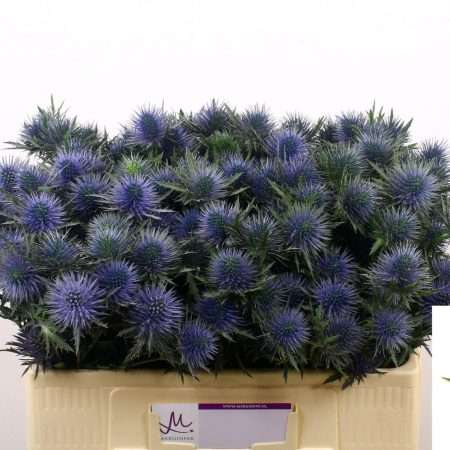 Eryngium (Magnetar Questar) 50cm