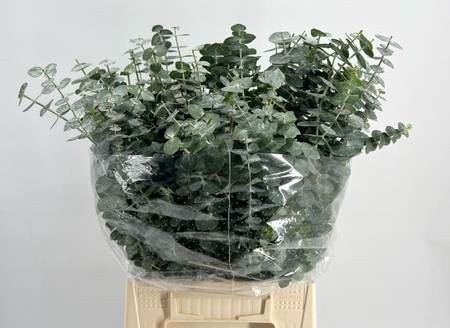 Eucalyptus Baby Blue 50cm/150g