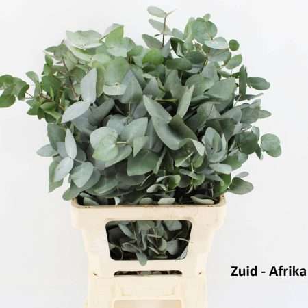 Eucalyptus Cinerea 70cm/200gr