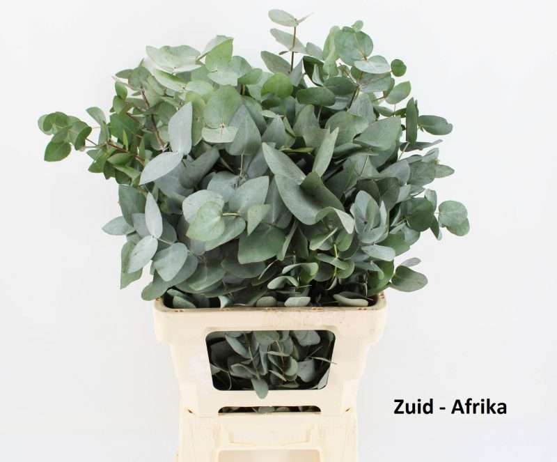 Eucalyptus Cinerea 70cm/200gr