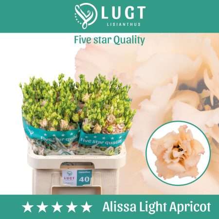 Barack Lisianthus (Double Alissa Light Apricot) 70cm