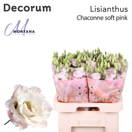 Pasztell Lisianthus (Double Chaconne Soft Pink) 70cm