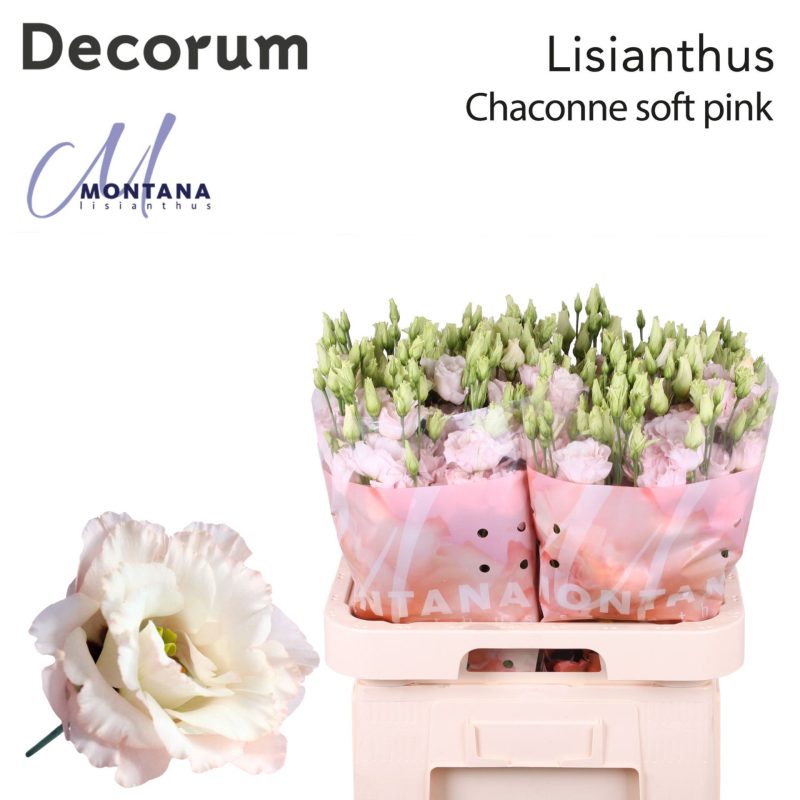 Pasztell Lisianthus (Double Chaconne Soft Pink) 70cm