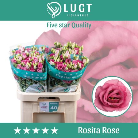 Rózsaszín Lisianthus (Double Rosita Rose Pink) 70cm