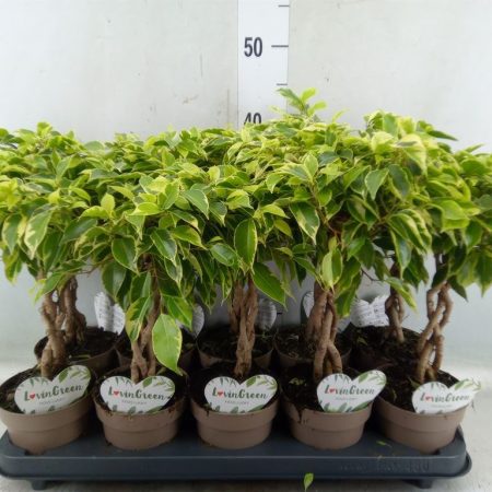 Ficus Benjamina- Kislevelű fikusz (Bushy King) 12/40 cm