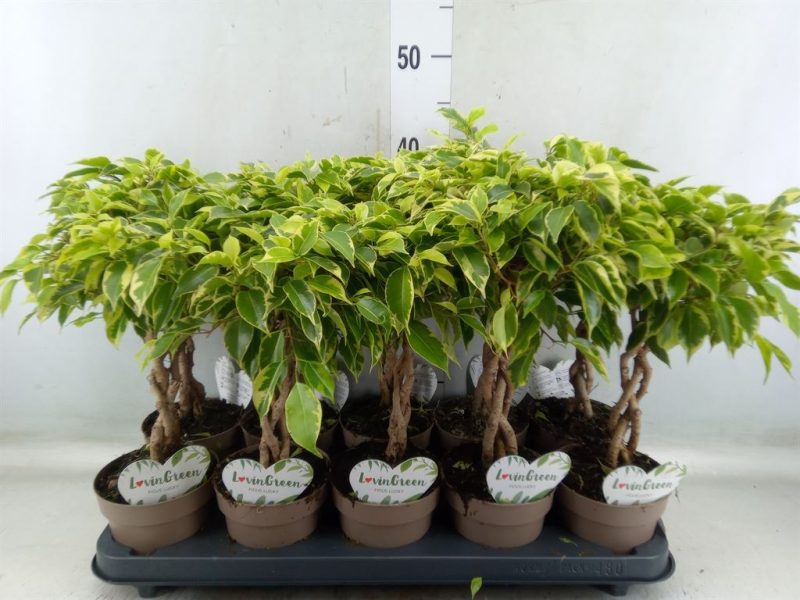 Ficus Benjamina- Kislevelű fikusz (Bushy King) 12/40 cm