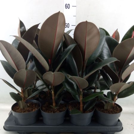 Ficus Elastica- Szobafikusz (Abidjan) 13/52cm
