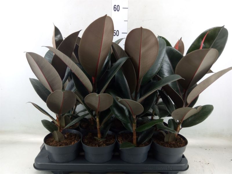 Ficus Elastica- Szobafikusz (Abidjan) 13/52cm
