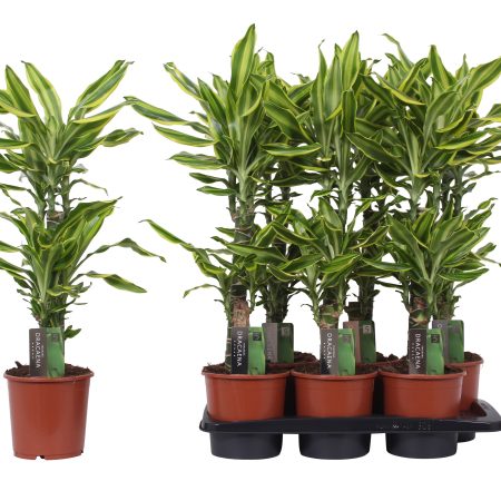 Dracaena Fragrans- Illatos Sárkányfa (Golden Queen) 17/75cm
