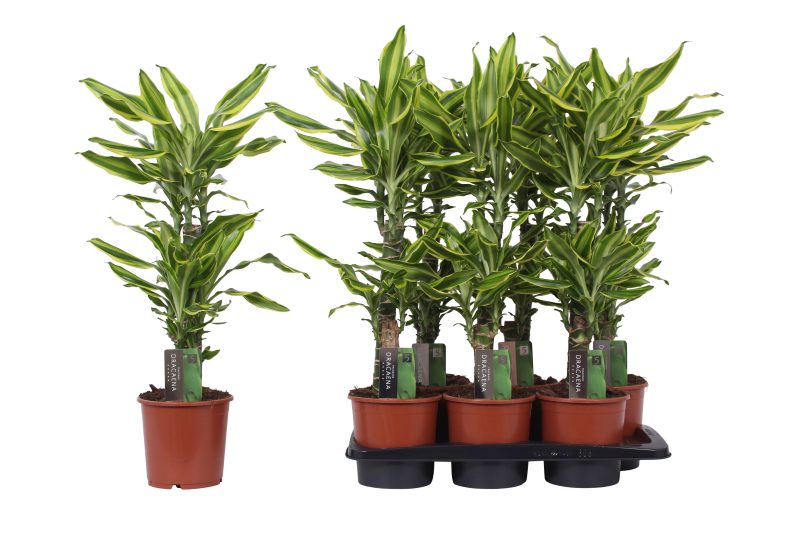 Dracaena Fragrans- Illatos Sárkányfa (Golden Queen) 17/75cm