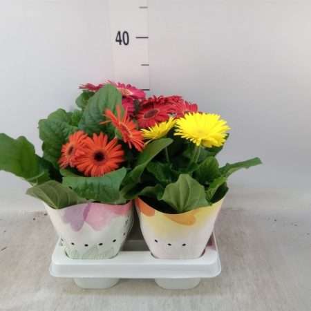 Gerbera (Colourgame) - 12/25cm