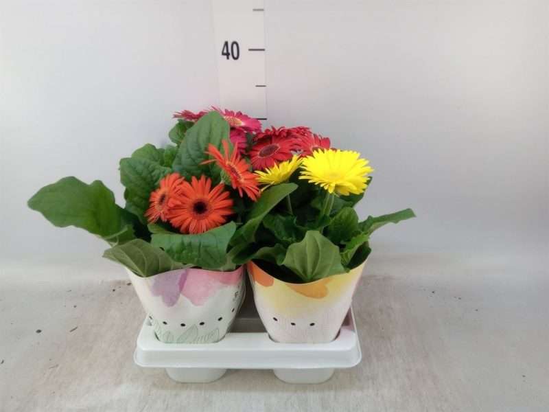 Gerbera (Colourgame) - 12/25cm