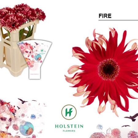 Piros Gerbera (Gerpasta Fire) 50cm