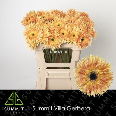 Bicolor Gerbera (Anacleto) 50cm