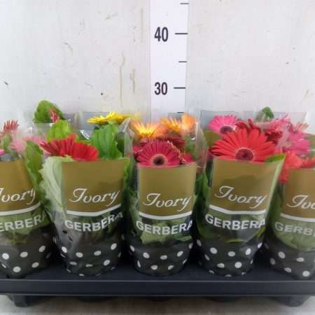 Gerbera (Ivory Mix) 12/25cm