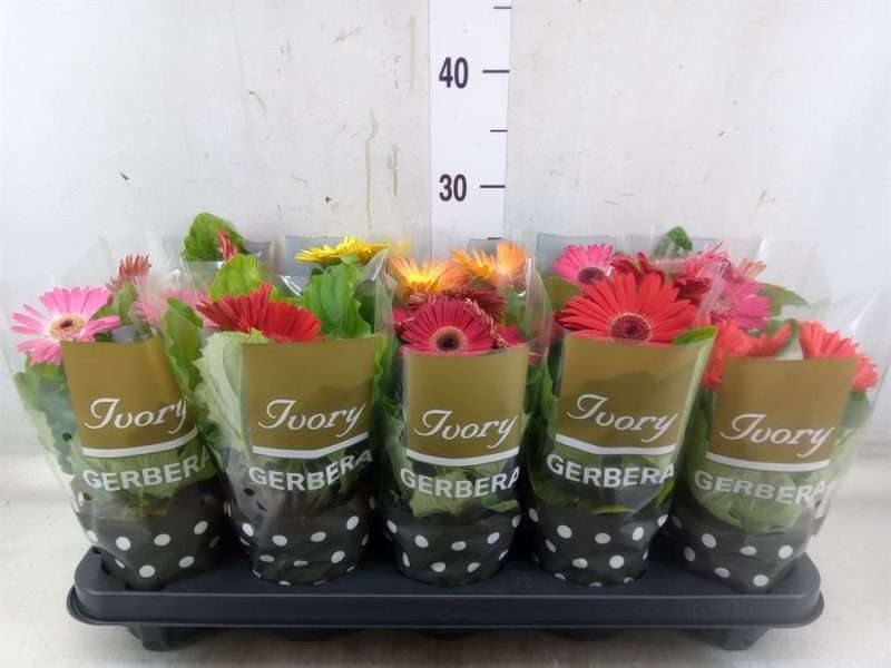Gerbera (Ivory Mix) 12/25cm