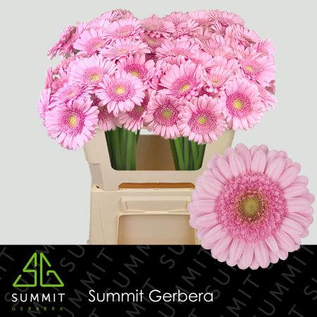 Rózsaszín Gerbera (Mini Andrina) 50cm