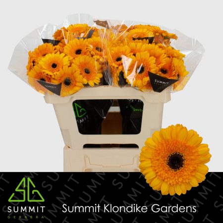 Citromsárga Gerbera (Mini Davidson) 50cm