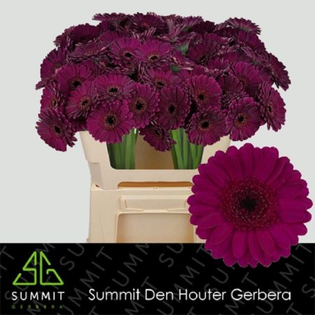 Sötétlila Gerbera (Mini Impact) 50cm