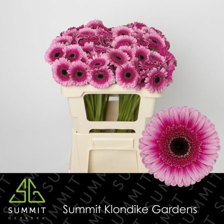 Bicolor Gerbera (Mini Isabelle) 50cm
