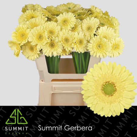 Citromsárga Gerbera (Mini Lemon Lime) 50cm