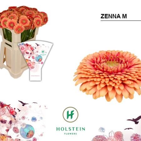 Barack Gerbera (MIB Gerponi Zenna M) 50cm