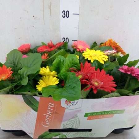 Gerbera (Open Air Mix) -9/25