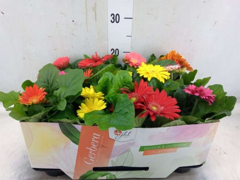 Gerbera (Open Air Mix) -9/25