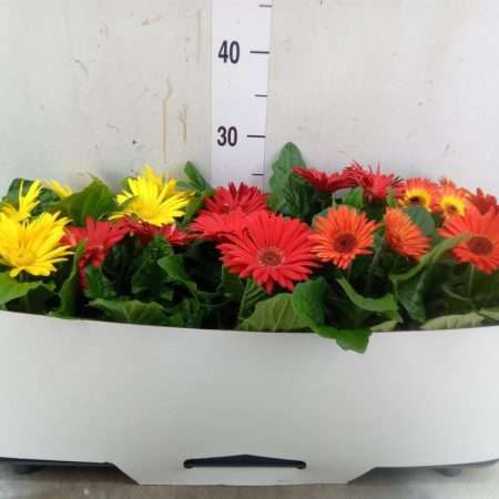 Gerbera (Open Air Mix) 12/30