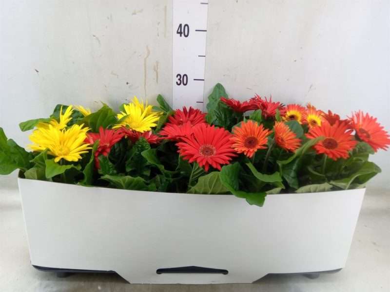 Gerbera (Open Air Mix) 12/30