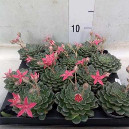 Graptopetalum tacitus 6cm