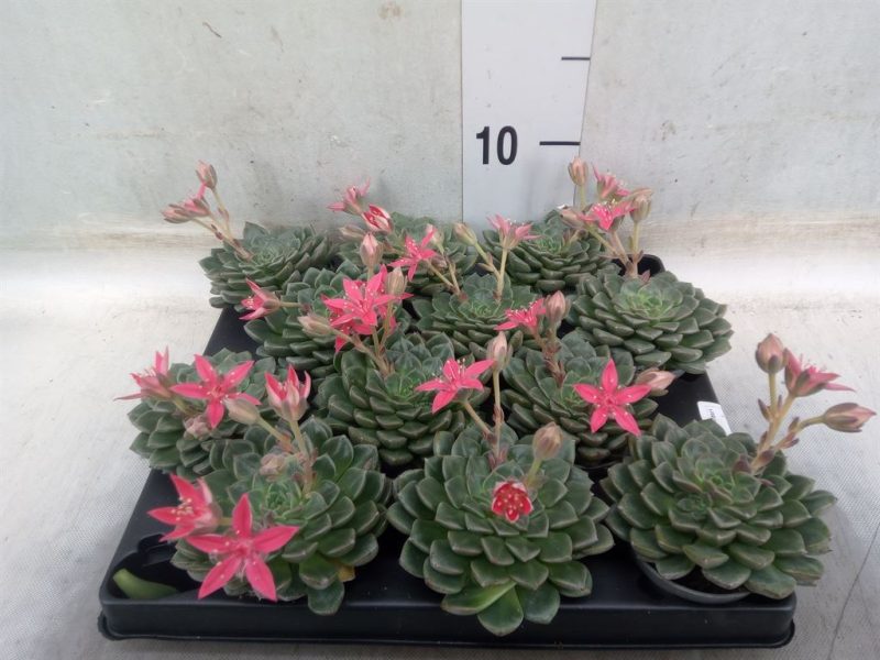 Graptopetalum tacitus 6cm