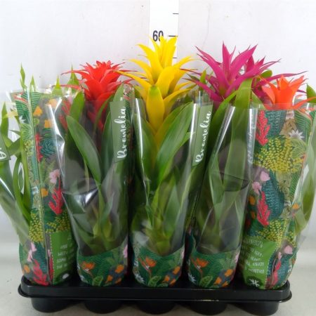 Guzmánia (Jungle Mix) 12/45cm