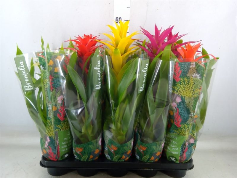 Guzmánia (Jungle Mix) 12/45cm