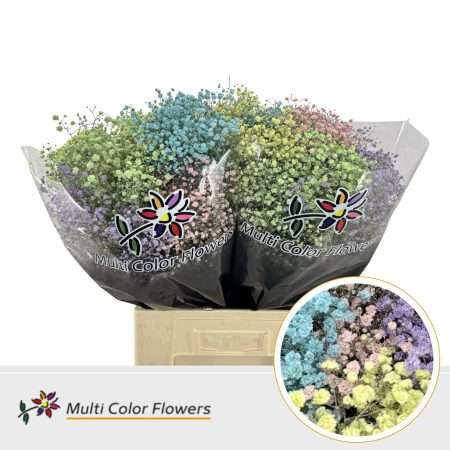 Gypso Pa Xlence (EQ Pastel Tinted) 70cm