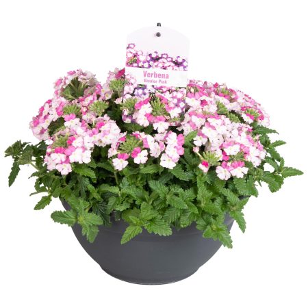 Verbena-Bicolor (Lascar Big Eye Pink) 17/60cm