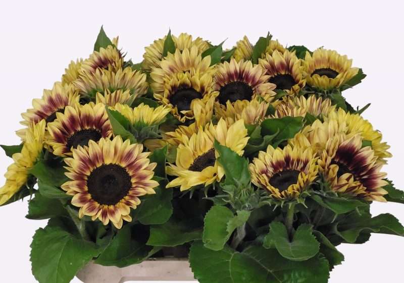 Helianthus- Napraforgó (Marley) 80cm
