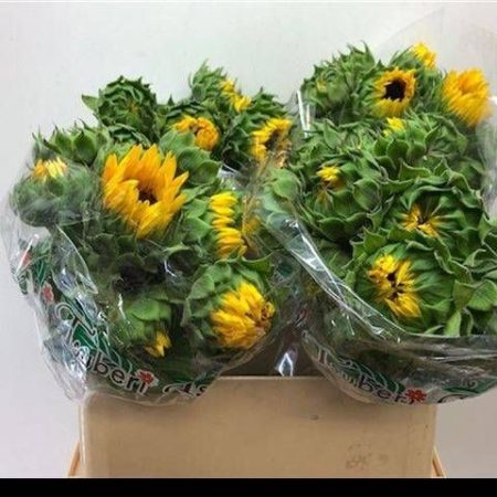 Helianthus- Napraforgó (Orange Fire) 80cm