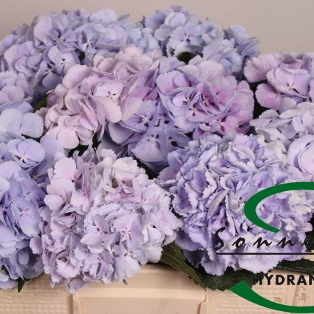 Hydrangea- Hortenzia (Cinderella) 50cm