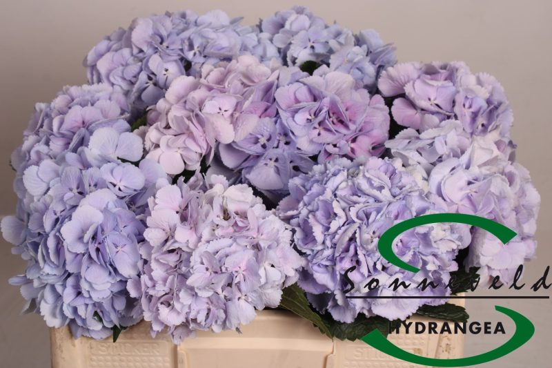 Hydrangea- Hortenzia (Cinderella) 50cm