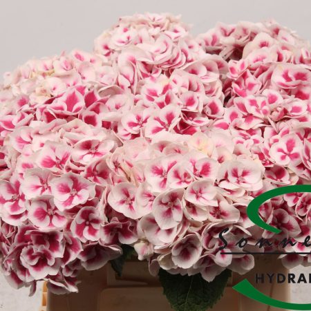 Hydrangea- Hortenzia (Magical Linn) 40cm