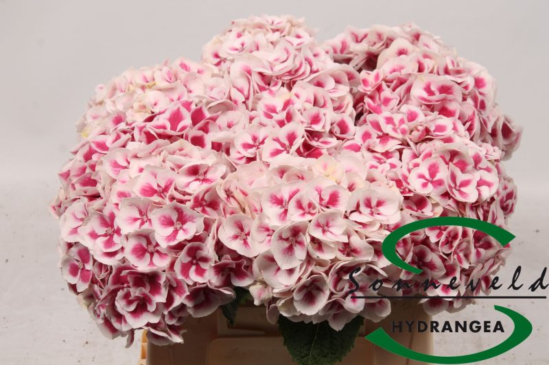 Hydrangea- Hortenzia (Magical Linn) 40cm