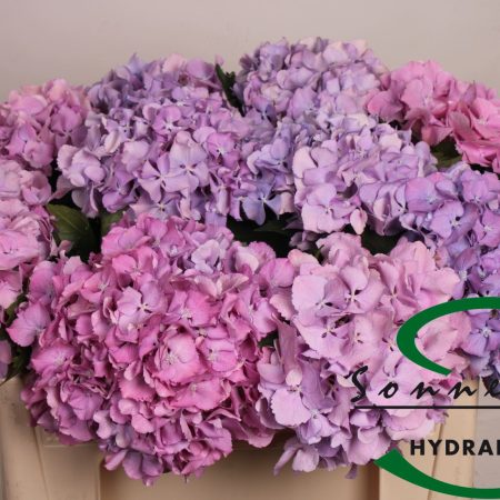 Hydrangea- Hortenzia (Royal Symphony) 50cm
