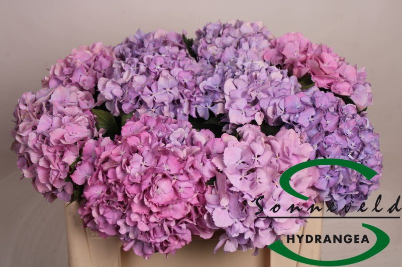 Hydrangea- Hortenzia (Royal Symphony) 50cm